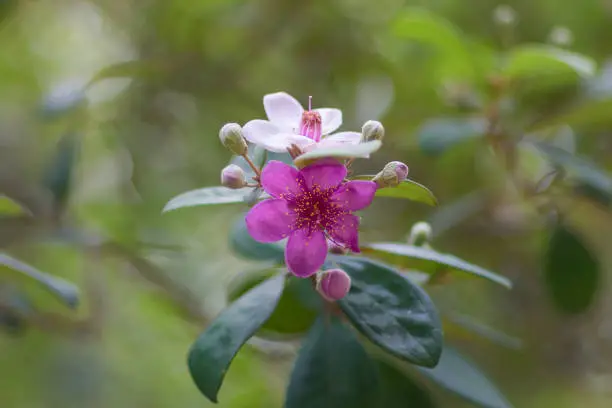 Photo of Rosa myrtle (Rhodomyrtus tomentosa). Symbol of love and fidelity. Pink flowers on a blurred green background. Selective focus.