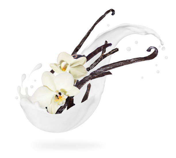 istock Dried vanilla sticks with flowers in milk splashes on a white background 1264972625