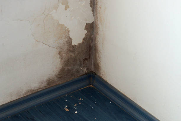 istock black mold on the wall in the corner 1264973002