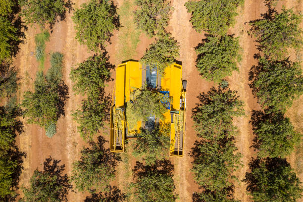 istock Almond tree harvest using a Mechanical arm to shake ripe Almonds off the tree, Top down aerial view. 1264973212
