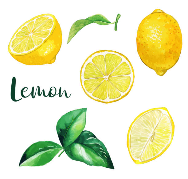 gelbe zitronenfrüchte und blätter, aquarellfrüchte - lemon stock-grafiken, -clipart, -cartoons und -symbole