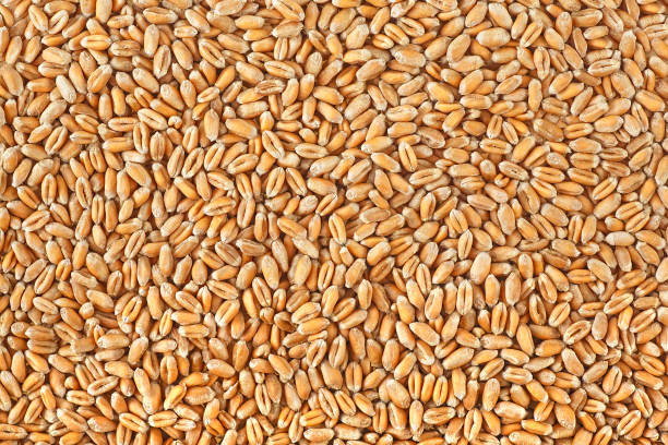 istock Wheat grains texture. Wheat grains as agricultural background. 1264973943
