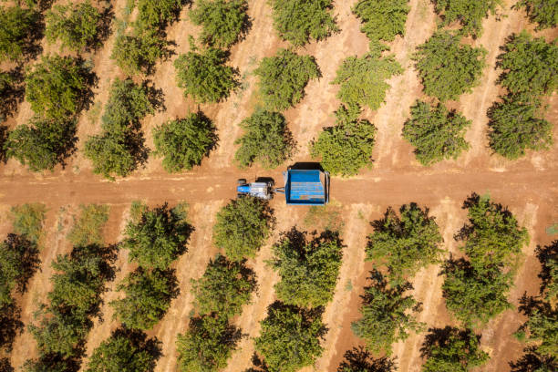 istock Blue Tractor and trailer crossing an Almond tree orchard. 1264973963