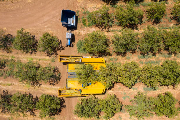 Almond tree harvest using a Mechanical arm to shake ripe Almonds off the tree, Top down aerial view.