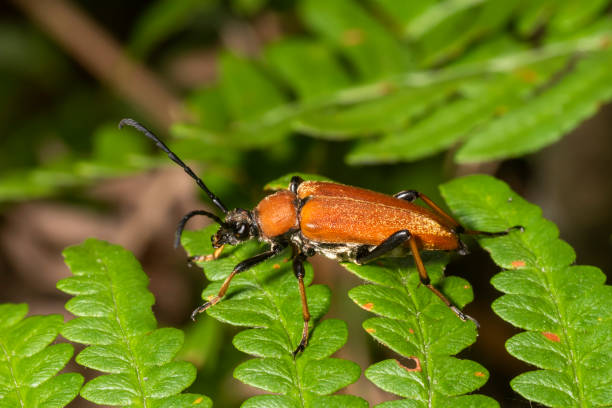 istock Red-necked beetle crawls on a fern leaf against a blurred background 1264974507
