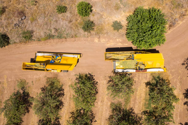 istock Almond tree harvest using a Mechanical arm to shake ripe Almonds off the tree, Top down aerial view. 1264974565