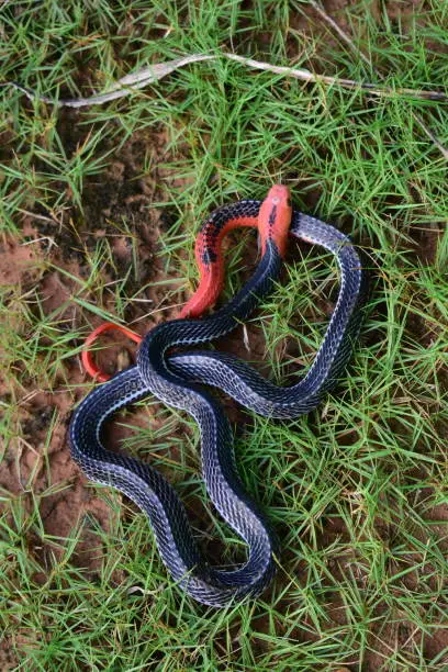 Red-headed Krait Snake are found only in the southern part of Thailand.