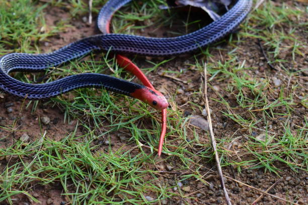 Red-headed Krait Snake are found only in the southern part of Thailand. Red-headed Krait Snake are found only in the southern part of Thailand. viperfish stock pictures, royalty-free photos & images