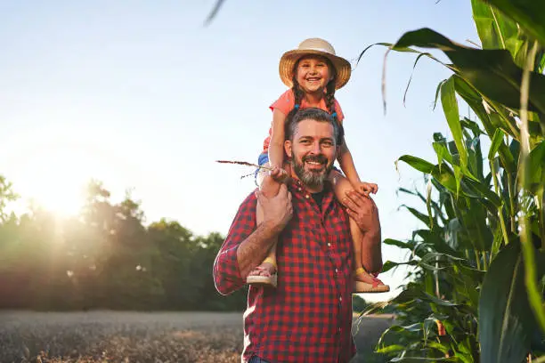 Caring single father carrying his daughter on his shoulder and while exploring the corn field at sunset