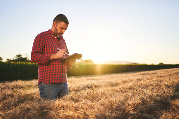 농부는 밀 필드의 품질을 확인하고 디지털 태블릿에서 통계를 적어 - homegrown produce wheat organic crop 뉴스 사진 이미지