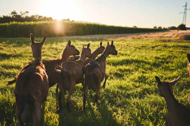 istock Domestic kid goats on a pasture 1264976508