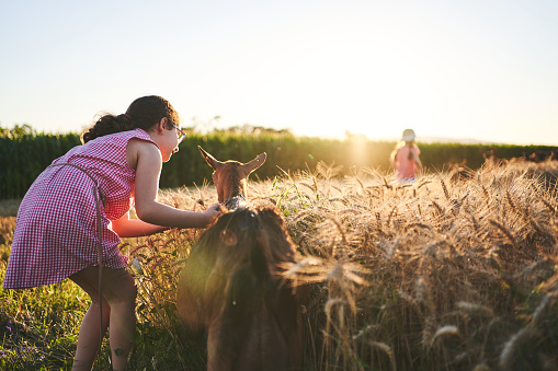 Adorable and brave female cousins  having adventurous day at the wheat field with goats in sunset