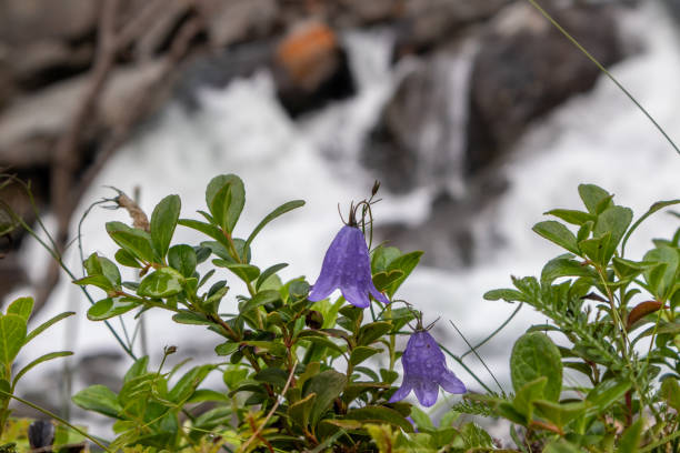 istock Blue bell flowers bloom macro water and waterfall 1264976746