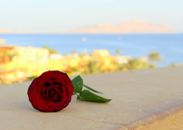 Rose against the backdrop of beautiful warm Egypt