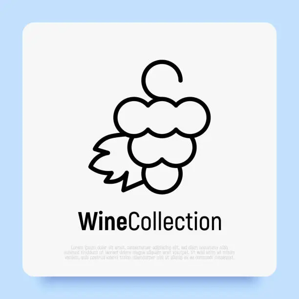 Vector illustration of Logotype for wine and wine making. bunch of grapes with leaf. Thin line icon. Vector illustration.