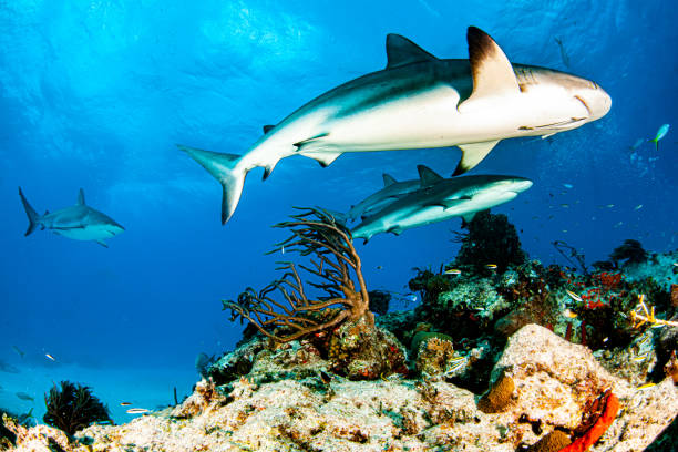 istock Caribbean reef shark at the Bahamas 1264978297