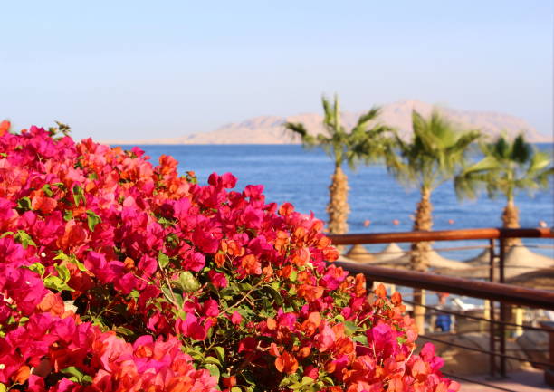 Pink flowers. Summer. Vacation Travel. Desert.