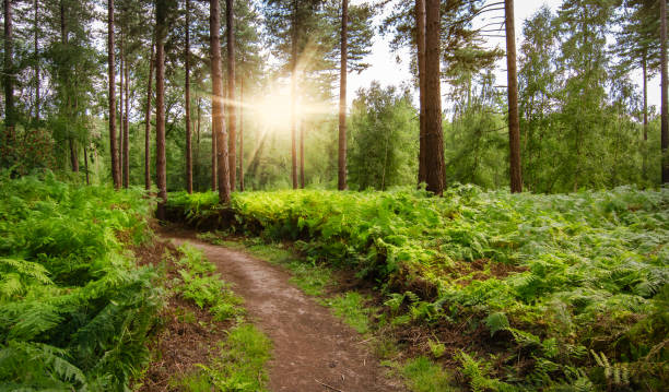 istock Path in the woods. Sunny summer forest. 1264978397