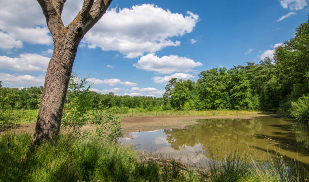 istock Tree trunk and lake at the forest in summer. 1264978453