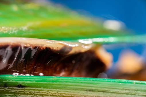 Detailed closeup macro photo of a fresh raw Green lipped mussel from New Zealand.