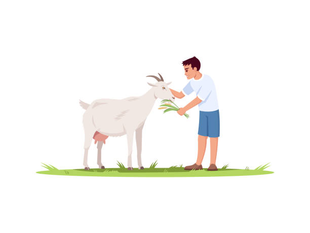 ilustrações de stock, clip art, desenhos animados e ícones de boy feed goat semi flat rgb color vector illustration - animals feeding animal child kid goat