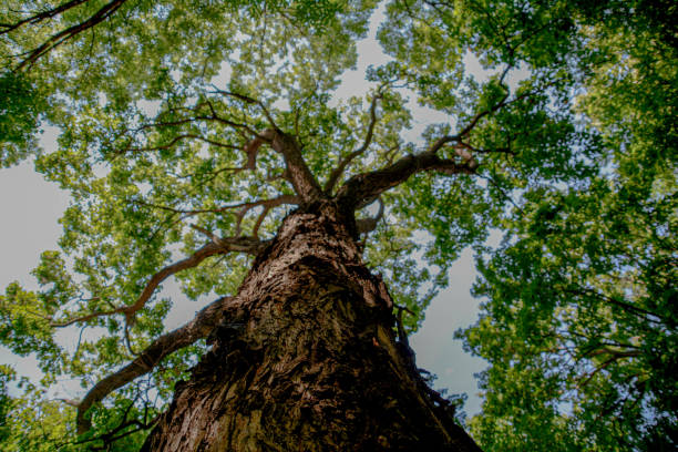 istock Beautiful forest trees. Amazing tree photos 1264980288