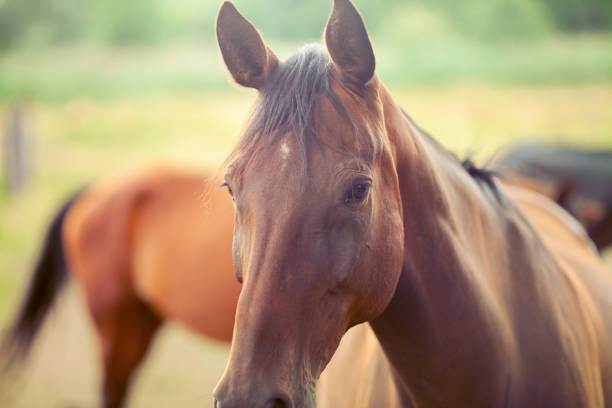 istock Friendly brown horses in the paddock 1264980587