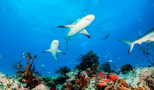 istock Caribbean reef shark at the Bahamas 1264981319