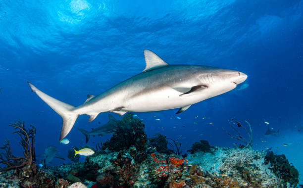 istock Caribbean reef shark at the Bahamas 1264981943