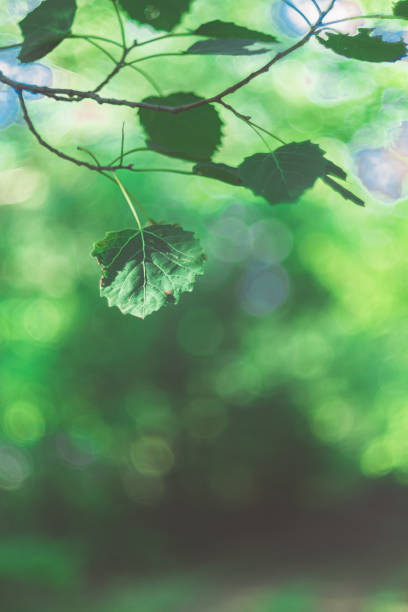istock Leaves in the morning sun 1264982012