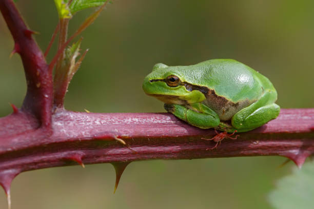 istock European Tree Frog (Hyla arborea) sitting on a Bramble 1264982618