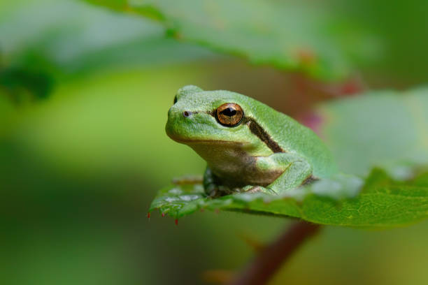 istock European Tree Frog (Hyla arborea) sitting on a Bramble 1264982619