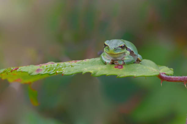 istock European Tree Frog (Hyla arborea) sitting on a Bramble 1264982650