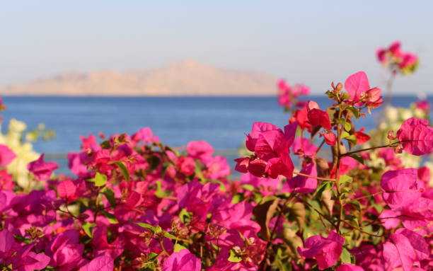 istock Colorful Bougainvillea in Egypt. 1264982946
