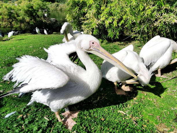istock White pelican dries its wings in the park 1264983055