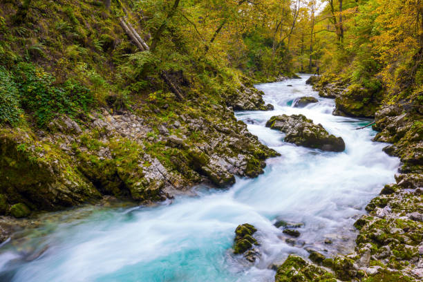 istock The mountain river Radovna 1264984779