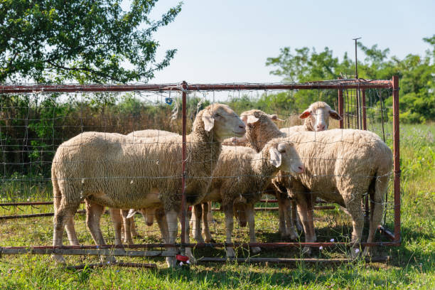 istock Group of sheep with ear tags in sheepfold. Sheep graze on the grass 1264985275