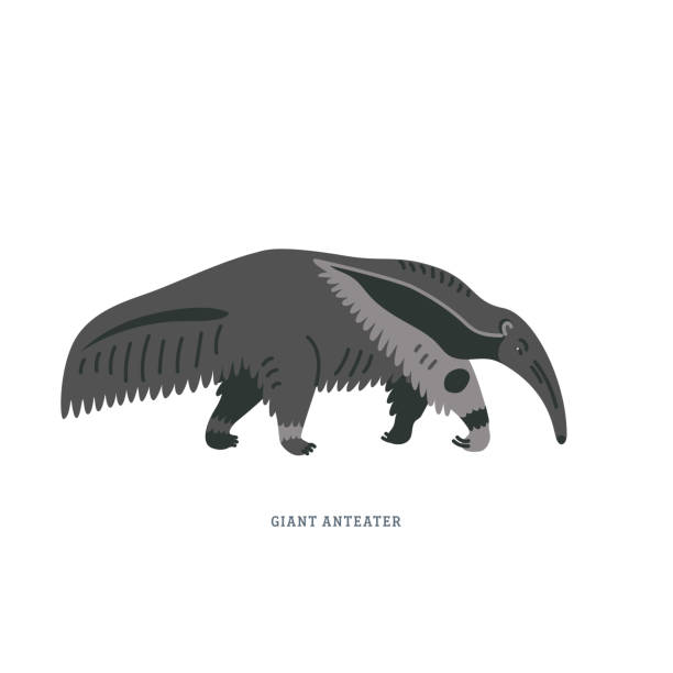 illustrations, cliparts, dessins animés et icônes de armadillo féerique rose ou chlamyphorus truncatus, ou pichiciego - plus petit armadillo endémique au centre de l’argentine.giant anteater. illustration d’un fourmilier géant ou de myrmecophaga tridactyla, également connu sous le nom d’ours de fou - anteater animal nose animal ant