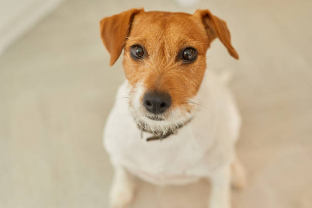 istock Portrait of Small Pet Dog Looking at Camera 1264986501