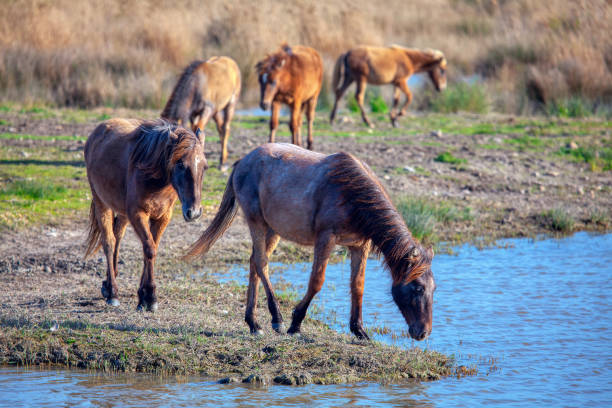 scenario con cavallo selvaggio - livestock horse bay animal foto e immagini stock