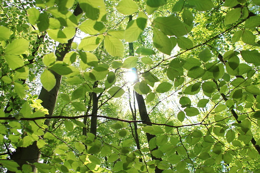 Looking up at the forest canopy in an English beechwood