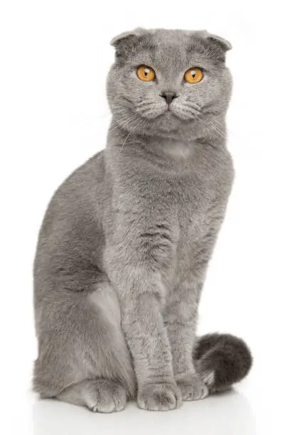 Scottish fold cat looking at the camera sitting on a white background