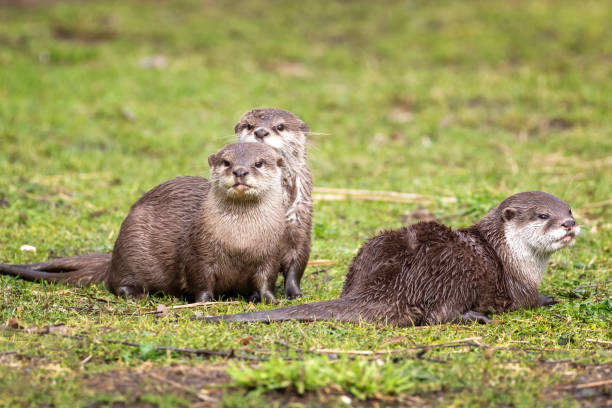 istock Group of attentive Oriental small-clawed otters against green grass background. 1264991243