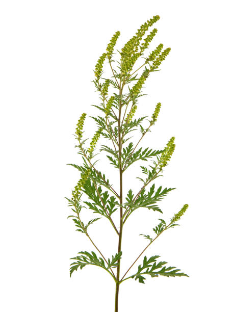 Blooming plant of common ragweed, isolated on white Blooming plant of common ragweed, isolated on white, Ambrosia artemisiifolia ragweed stock pictures, royalty-free photos & images