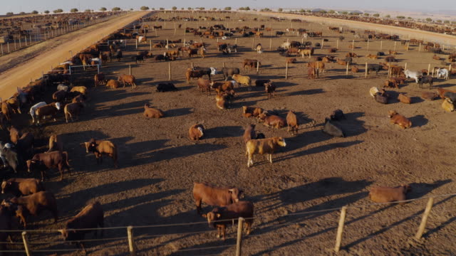 Aerial close-up fly over view of a large cattle feedlot. Livestock are responsible for about 14.5 percent of global greenhouse gas emissions and are a major contributor to climate change