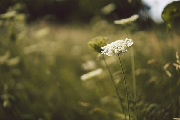 istock Grass and flowers. Outdoors. Enjoy Nature and Summer. 1264993777