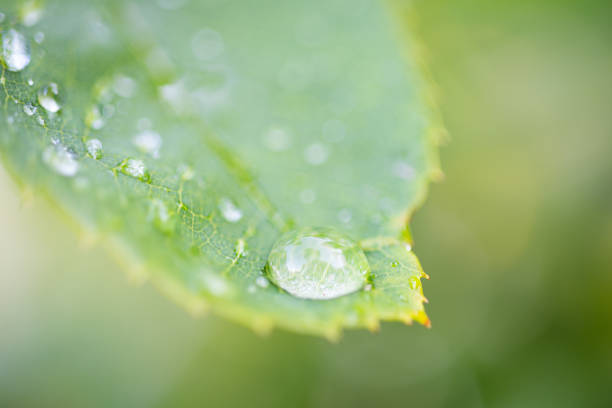 Water Drop On The Leaf And Nature Background With Beautiful Green Bokeh Circles. Horizontal composition with copy space.