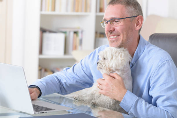 istock Working with dog at home 1264998010