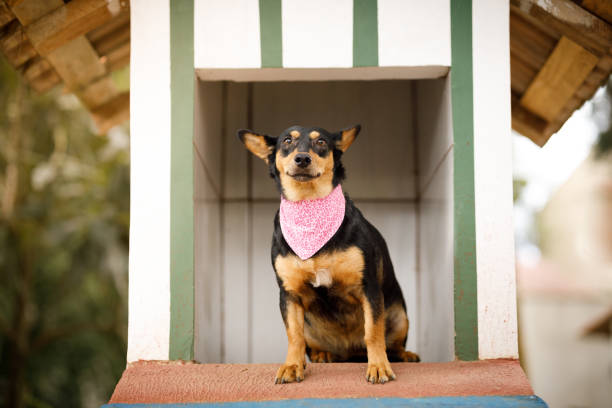 chien de race mixte s’asseyant devant un abri - dog rose photos et images de collection