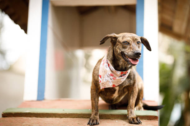istock Brindle coat dog sitting in front of a shelter 1264998215